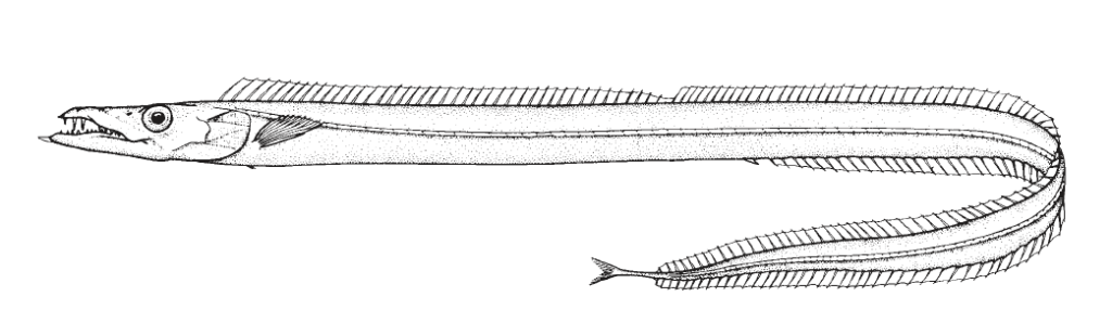 Benthodesmus tenuis, Slender Frostfish. Source: FAO 2002.