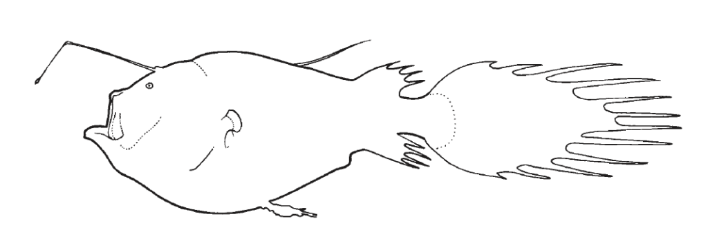 Ceratiidae, Seadevils. Source: FAO 2002.