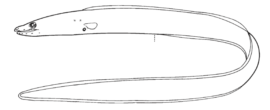 Chlopsidae, False Morays. Source: FAO 2002.