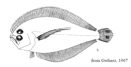 Citharichthys dinoceros, Spined Whiff. SOurce: FAO 2002.