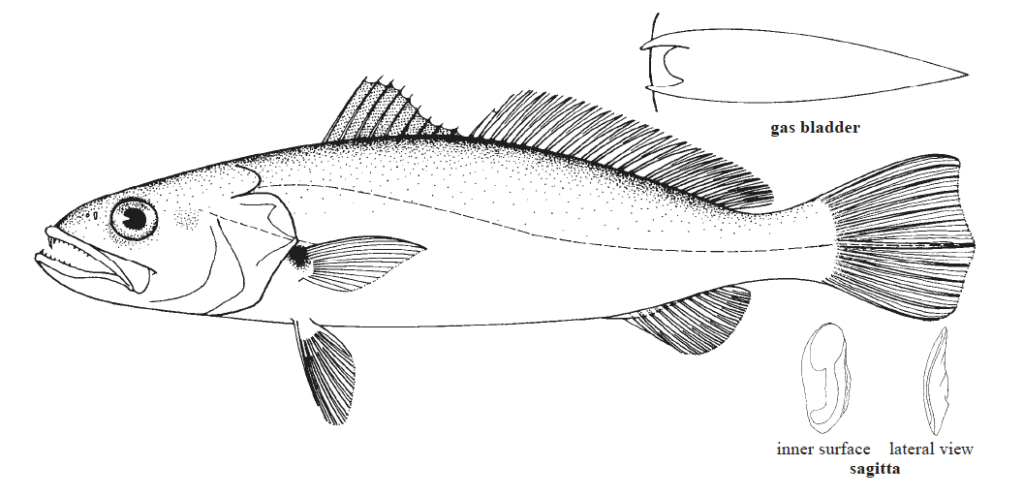 Cynoscion arenarius, Sand Seatrout. Source: FAO 2002.