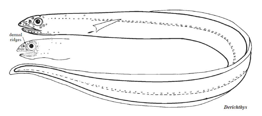Derichthys serpentinus, Narrowneck Eel_2. Source FAO 2002.