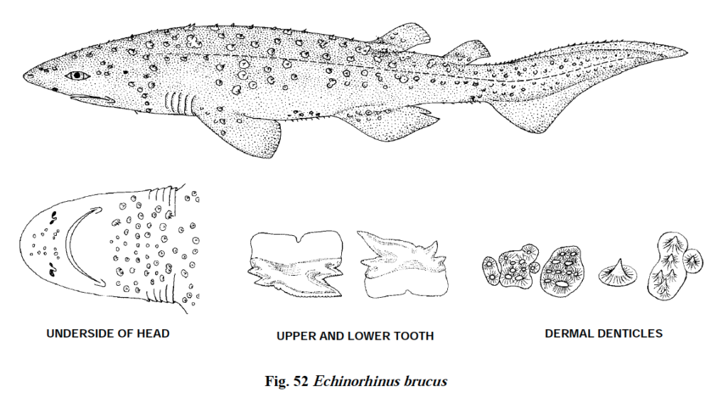 Echinorhinus brucus, Bramble Shark. Source: FAO 2013