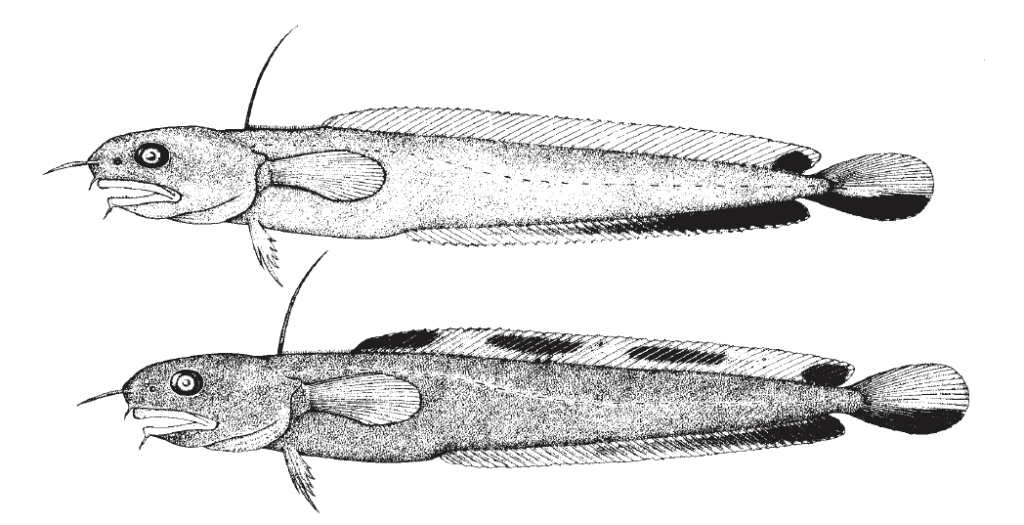 Enchelyopus cimbrius, Fourbeard Rockling. Source: FAO 2002.