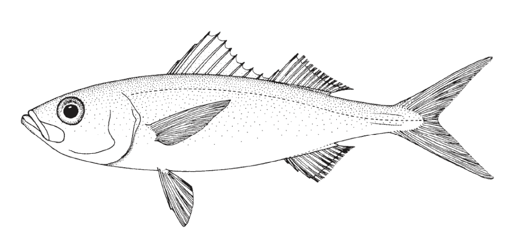 Erythrocles monodi, Crimson Rover. Source: FAO 2002.