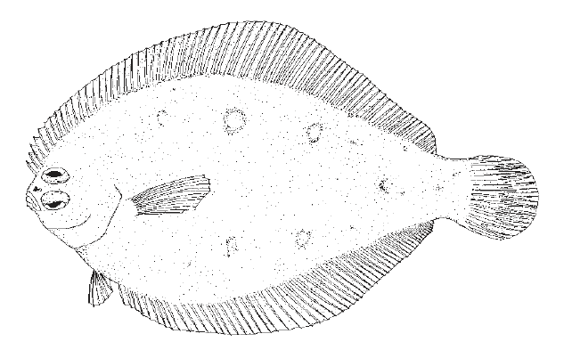 Etropus cyclosquamus, Shell FLounder. Source: FAO 2002.