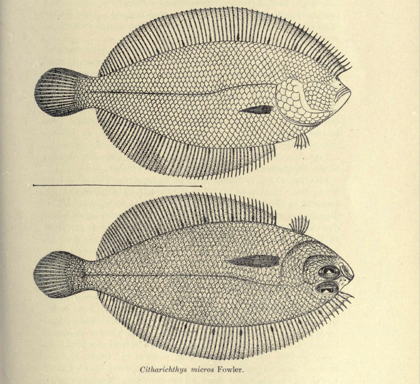 Etropus microstomus, Smallmouth Flounder. Source: Fowler 1911.