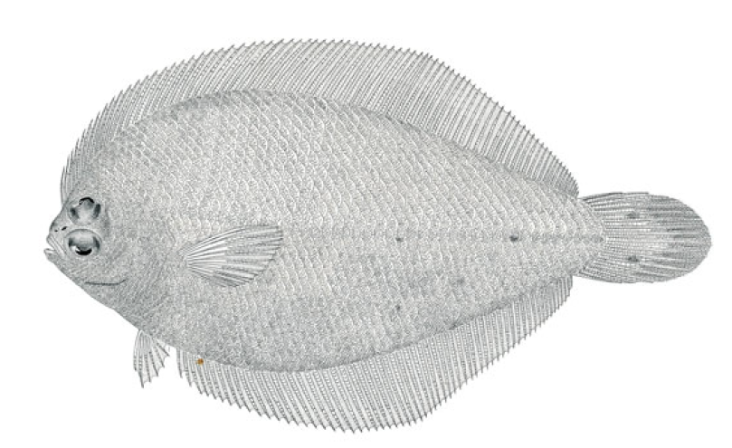 Etropus rimosus, Gray Flounder. Source: FAO 2002.