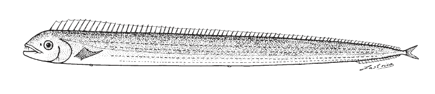 Evoxymetopon taeniatus, Channel Scabbardfish. Source: FAO 2002.