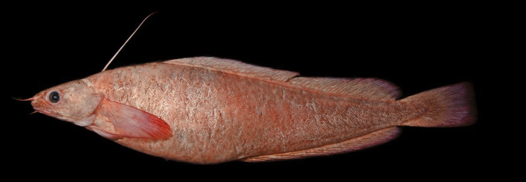 Gaidropsarus ensis, Threebeard Rockling. Source: https://www.descna.com/en/speciesrecords/fish/osteichthyes-bony-fish/gadiformes/gaidropsarus-ensis-threadfin-rockling