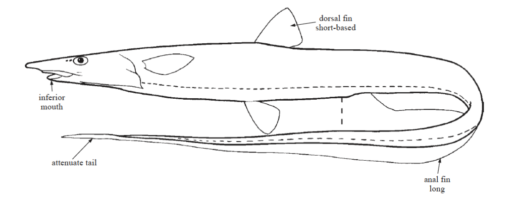 Halosauridae, Halosaurs. Source: FAO 2002.