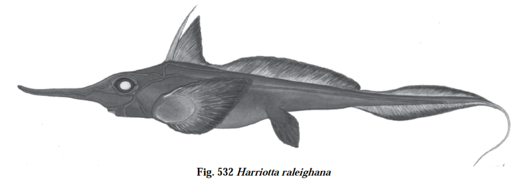 Harriotta raleighana, Longnose Chimaera. Source: FAO 2013.