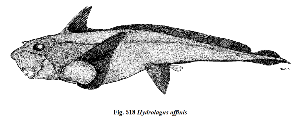 Hydrolagus affinis, Deepwater Chimaera. Source: FAO 2013.