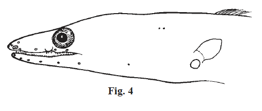 Kaupichthys hyoproroides, False Moray. Source: FAO 2002.
