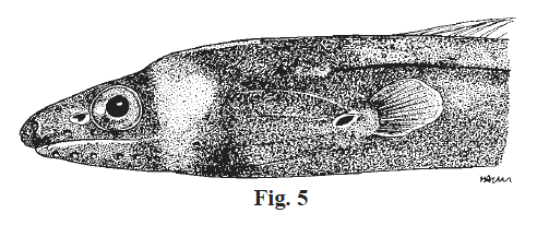 Kaupichthys nuchalis, Collaredd Eel. Source: FAO 2002.