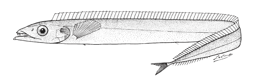 Lepidopus altifrons, Crested Scabbardfish. Source: FAO 2002.