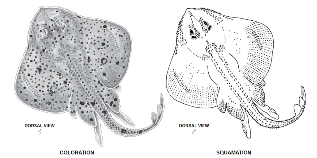 Leucoraja erinacea, LIttle Skate_2. Source FAO 2013.