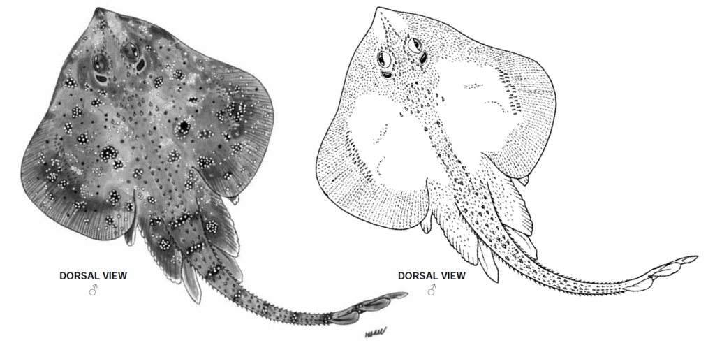 Leucoraja garmani, Rosette Skate_1. Source: FAO 2013.