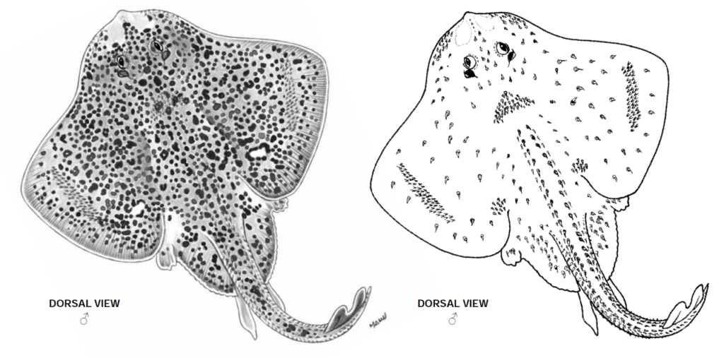 Leucoraja ocellata, Winter Skate_1. Source FAO 2013.