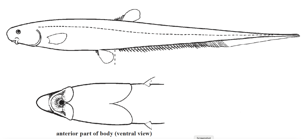 Lipogenys gillii, Blackfin Tapirfish. SOurce: FAO 2002.