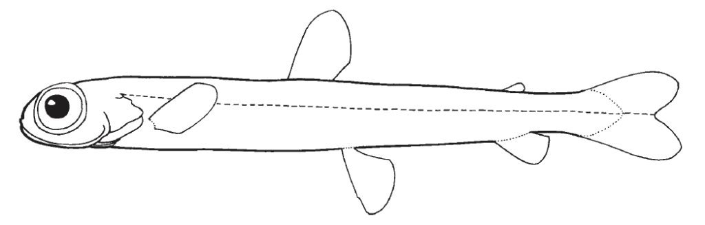 Microstomatidae, Pencilsmelts. Source: FAO 2002.