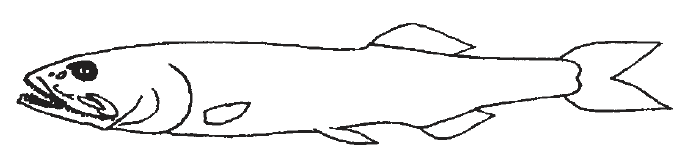 Narcetes stomias, Blackhead Salmon. Source: FAO 2002.