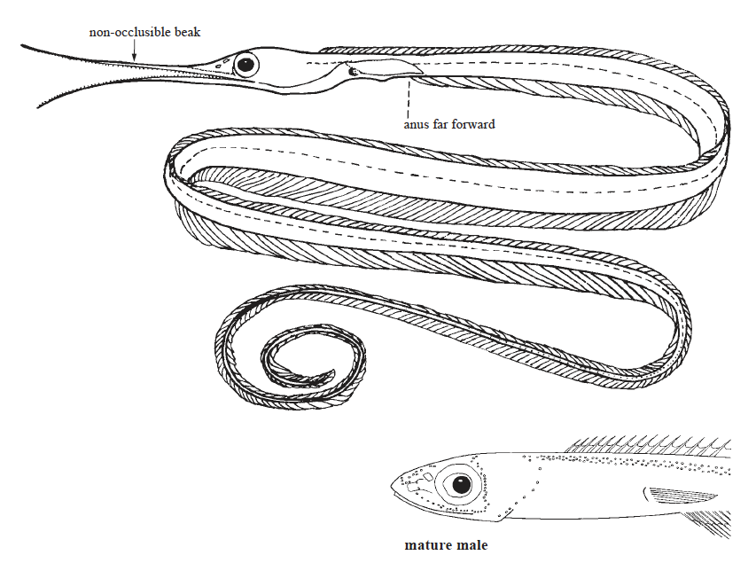 Nemichthyidae, Snipe Eels. Source: FAO 2002.