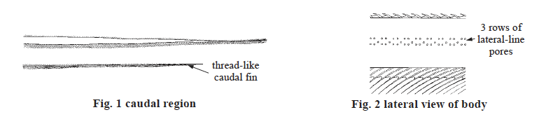 Nemichthys spp., Snipe Eels. Source: FAO 2002.