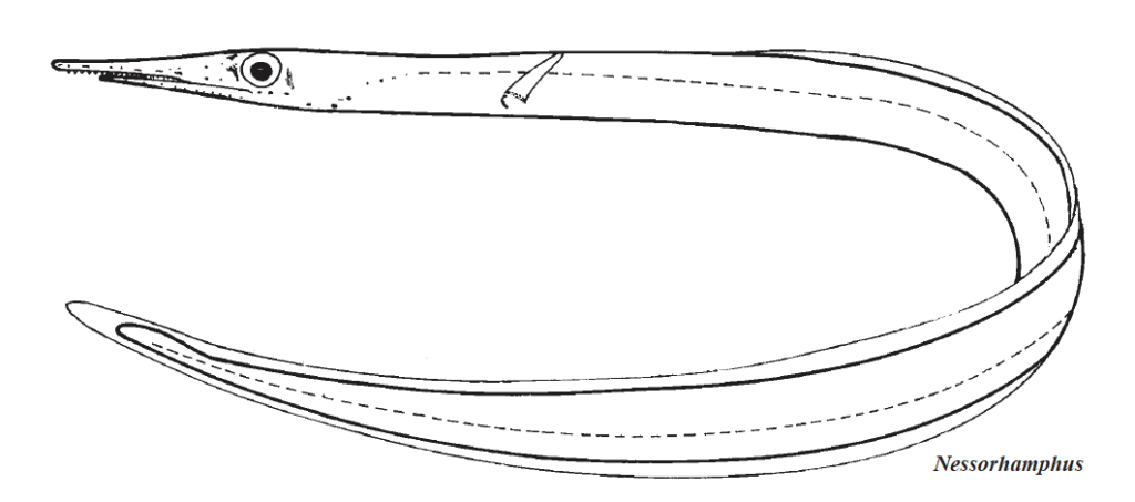 Nessorhamphus spp., Narrowneck Eel_2. Source: FAo 2002.