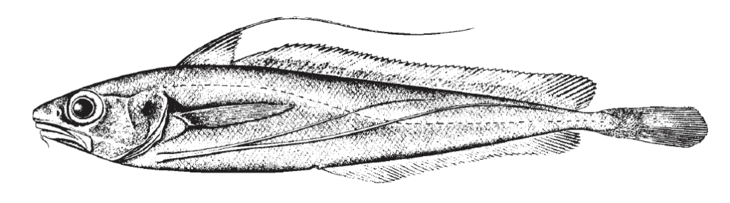 Phycis chesteri, Longfin Hake. Source: FAo 2002.