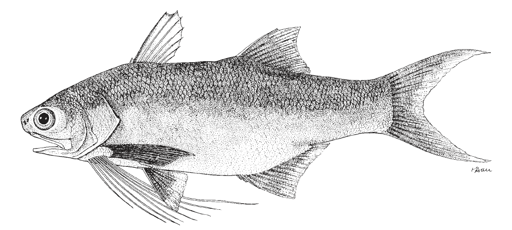 Polydactylus octonemus, Atlantic Threadfin. Source: FAO 2002.