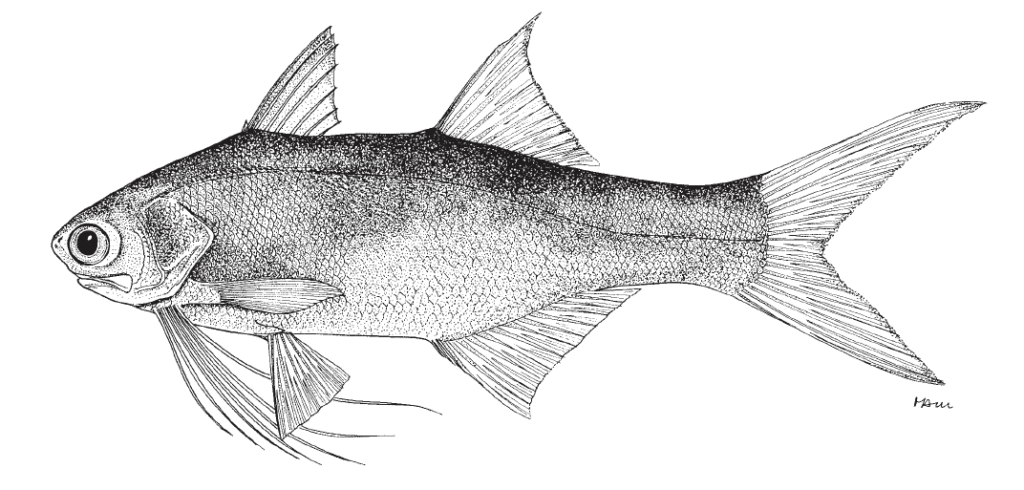 Polydactylus oligodon, Littlescale Threadfin. Source: FAO 2002.
