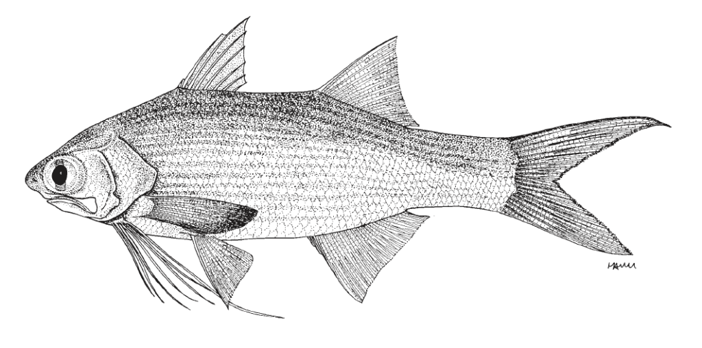 Polydactylus virginicus, Barbu. Source: FAO 2002.