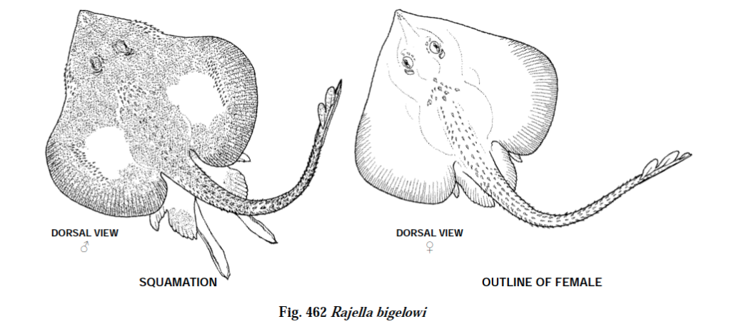 Rajella bigelowi, Abyssal Skate_2. Source: FAO 2013.