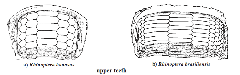 Rhinoptera Upper Teeth. Source: FAO 2002.