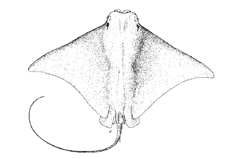 Rhinoptera bonasus, Cownose Ray. Source: FAO 2002.