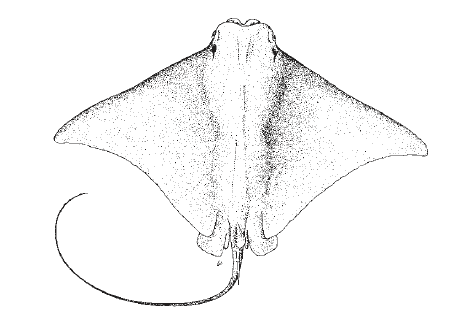 Rhinoptera brasiliensis, Brazilian Cownose Ray. Source: FAO 2002.