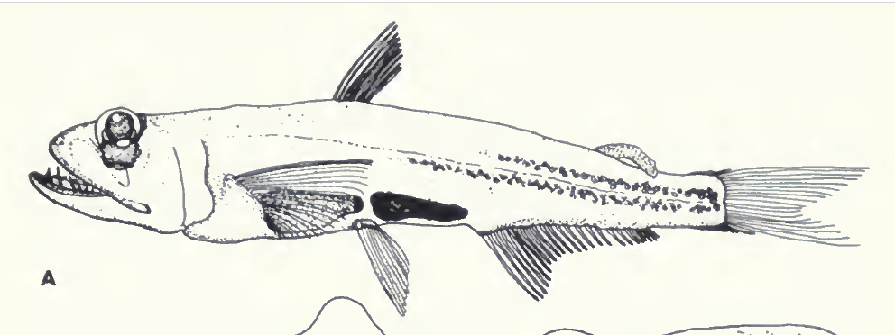 Scopelarchus analis, Blackbelly Pearleye. Source: Johnson 1974.