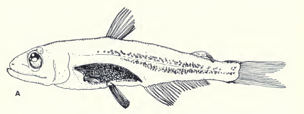 Scopelarchus michaelsarsi, Bigfin Pearleye. Source: Johnson 1974.
