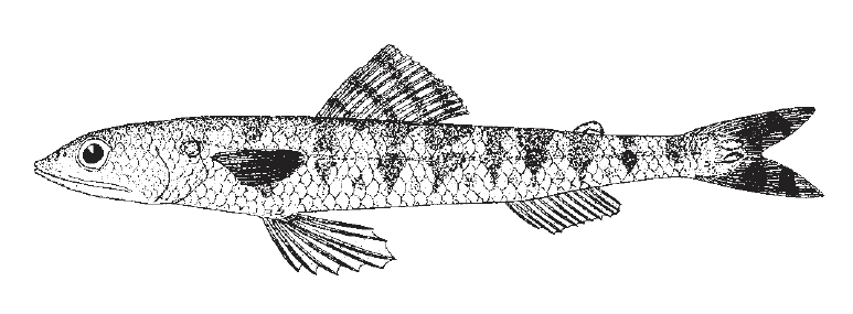 Synodus intermedius, Sand Diver. Source: FAO 2002.