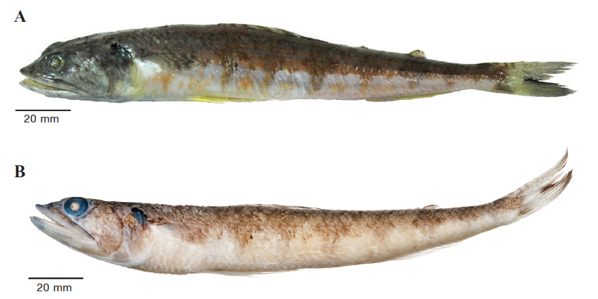Synodus macrostigma, Largespot Lizardfish. Source: Frable et al. 2013