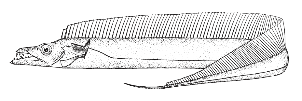 Trichiurus lepturus, Atlantic Cutlassfish. Source: FAO 2002.