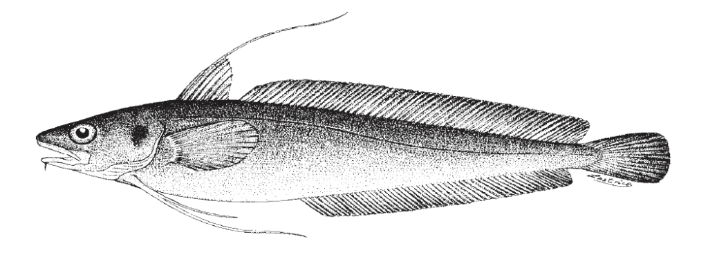 Urophycis chuss, Red Hake. Source: FAO 2002.
