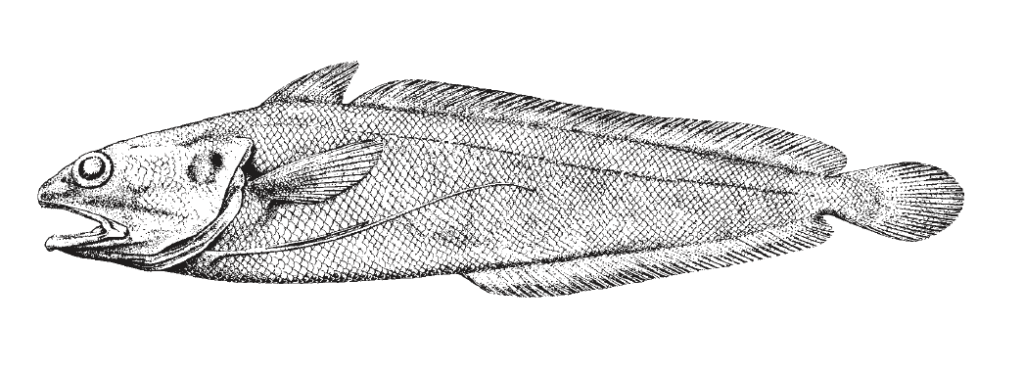 Urophycis cirrata, Gulf Hake. Source: FAO 2002.