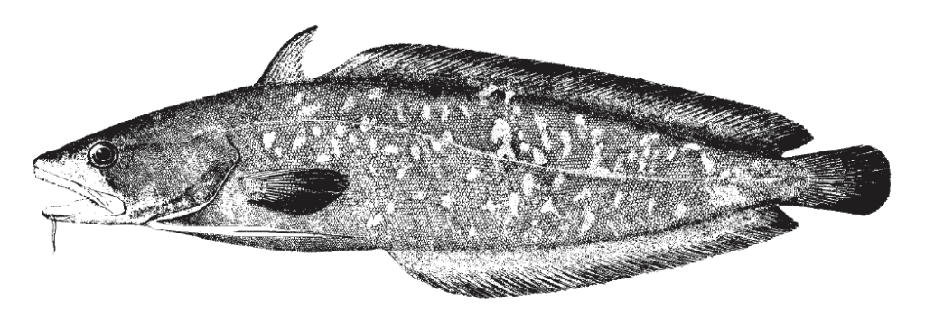Urophycis earllii, Carolina Hake. Source: FAO 2002.