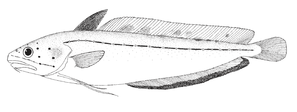 Urophycis floridana, Southern Hake. Source: FAO 2002.