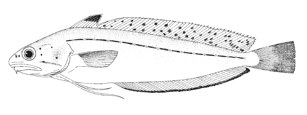 Urophycis regia, Spotted Hake. Source: FAO 2002.