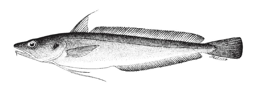 Urophycis tenuis, White Hake. Source: FAO 2002.