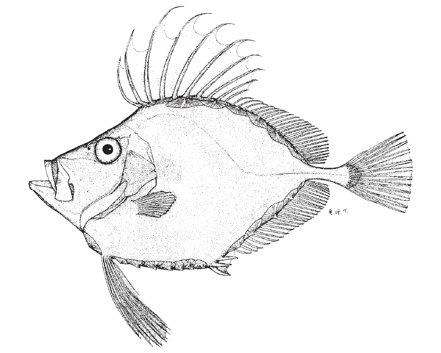 Zenopsis conchifer, Buckler Dory. Source FAO 2002.