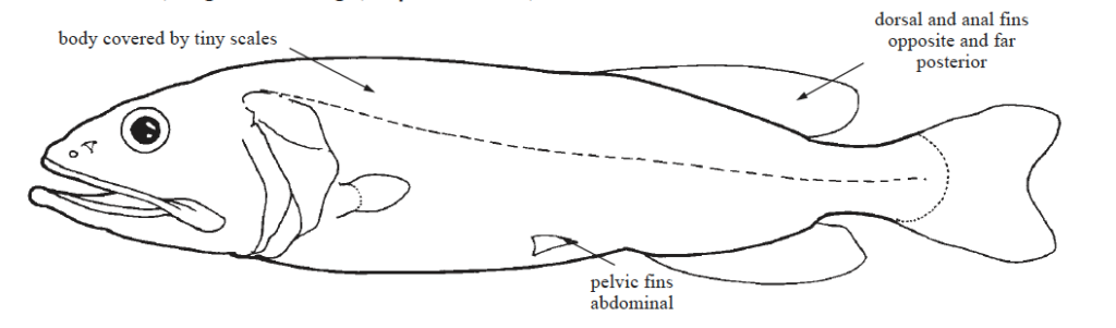 Barbourisia rufa, Redvelvet Whalefish. Source: FAO (2002).
